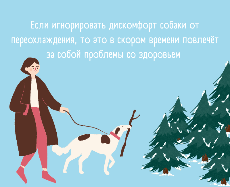 Как выгуливать собаку зимой?